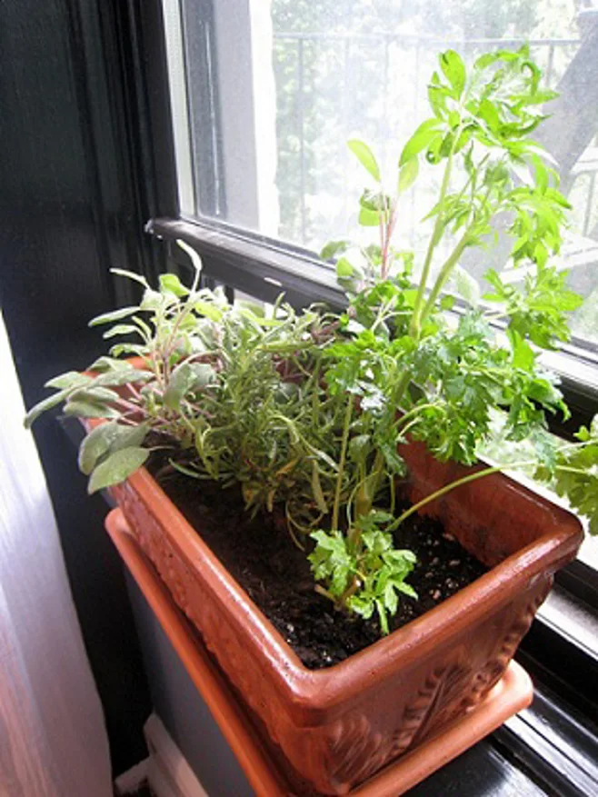 Windowsill herbs Windowsill herbs